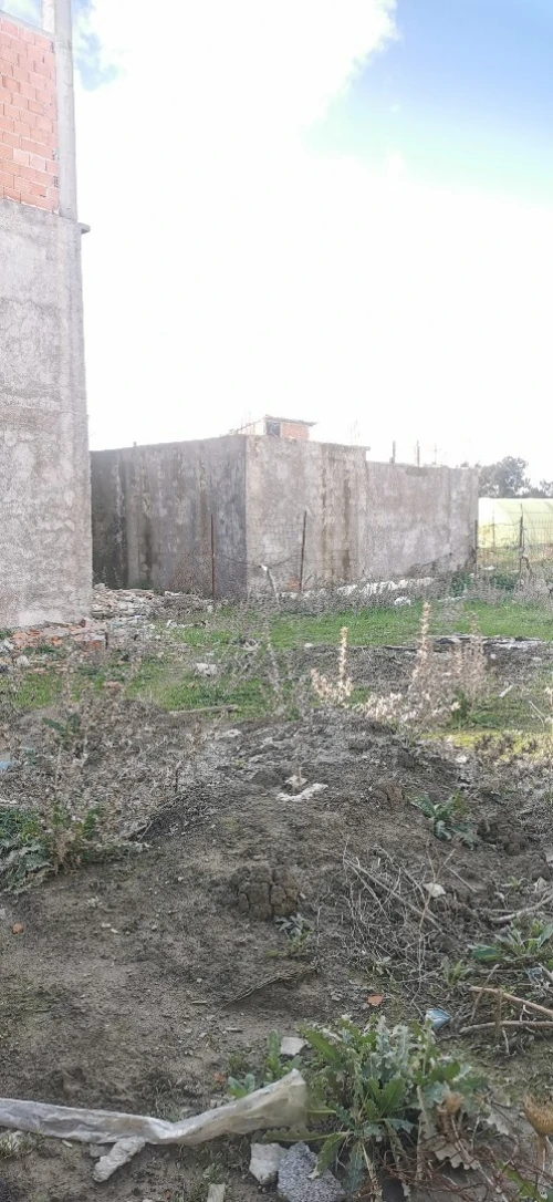 Vente Terrain Alger Tessala el merdja