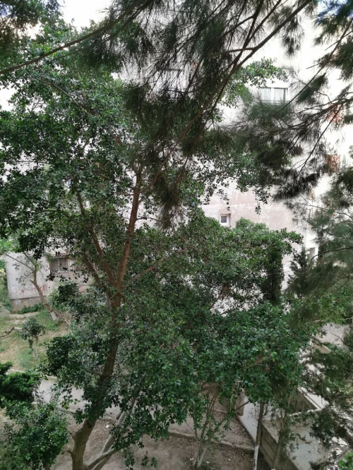 Location Appartement F3 Alger Bouzareah