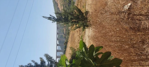 Vente Terrain Tipaza Cherchell