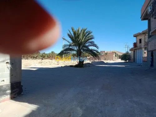 Vente Terrain Biskra Lichana