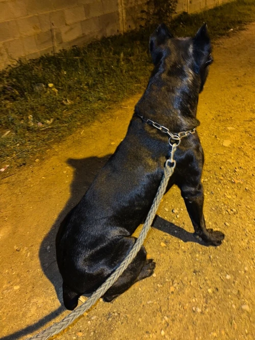 Cane corso