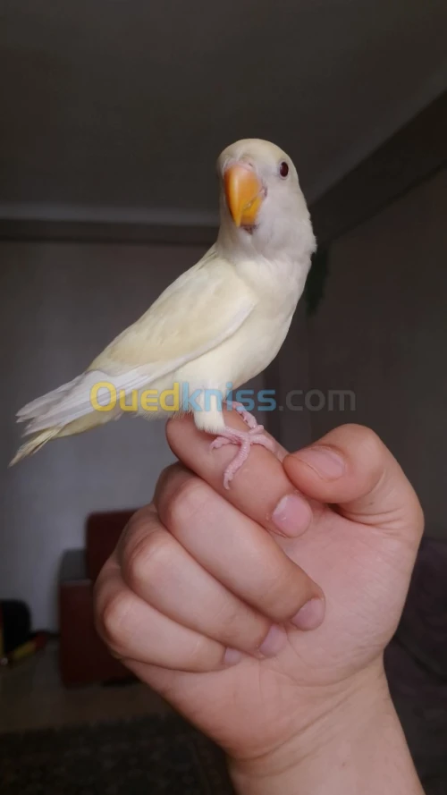 Perroquet Inséparable dressé 100%