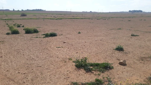 Vente Terrain Agricole Sidi Bel Abbès Sidi bel abbes