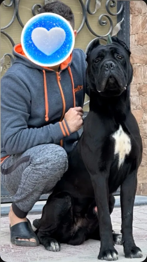 Cane corso