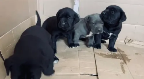 Cane corso
