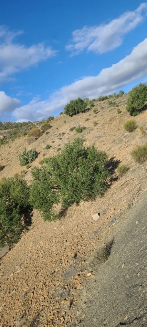 Vente Terrain Bordj Bou Arreridj Ouled brahem