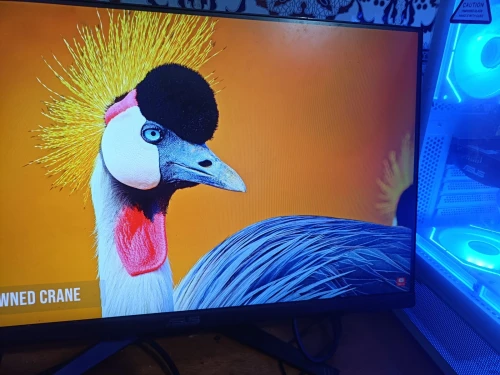 Ecran 165hz ips 1ms asus tuf gaming vg249q1a