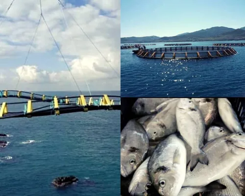 Bureau d'études en aquaculture et en environnement