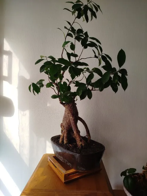 Bonsaï ficus