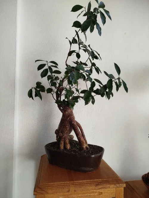 Ficus bonsaï