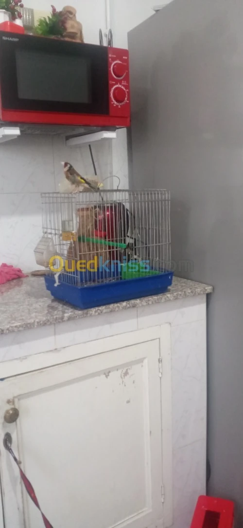 مقنين