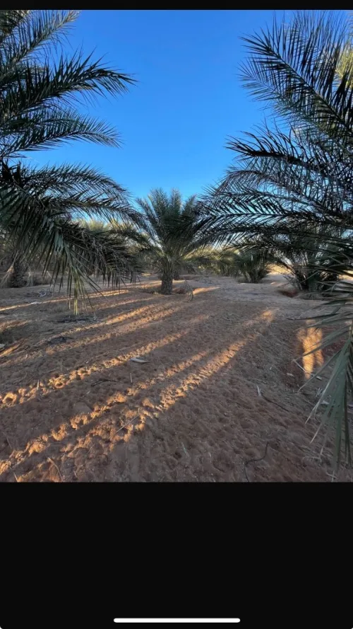 Vente Terrain Agricole Ouled Djellal Doucen