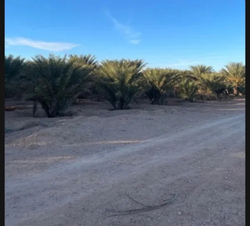 Vente Terrain Agricole Ouled Djellal Doucen 3