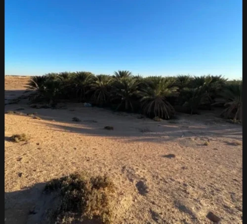 Vente Terrain Agricole Ouled Djellal Doucen