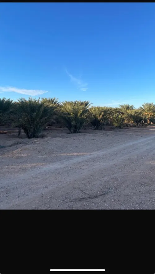 Vente Terrain Agricole Ouled Djellal Doucen