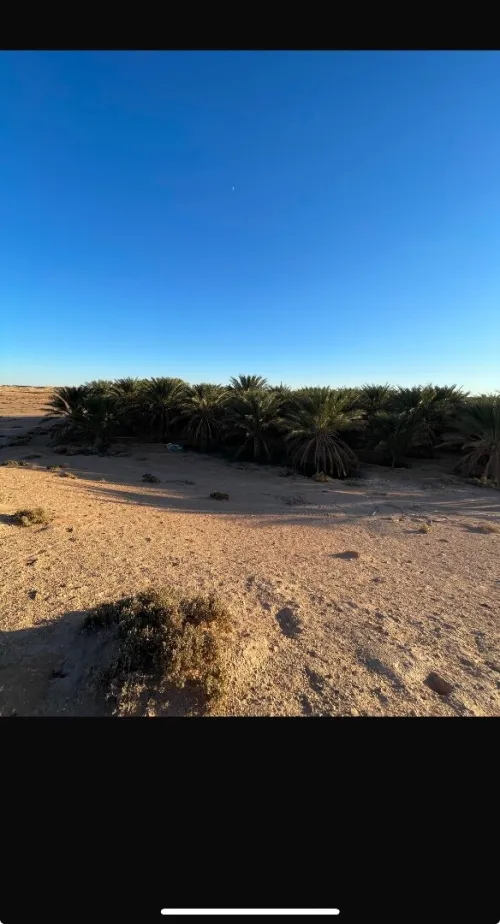 Vente Terrain Agricole Ouled Djellal Doucen