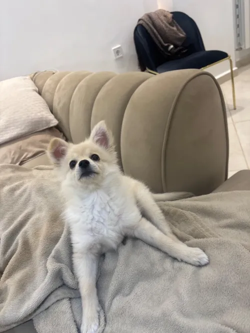 Spitz allemand nain a vendre