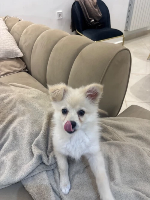Spitz allemand nain a vendre
