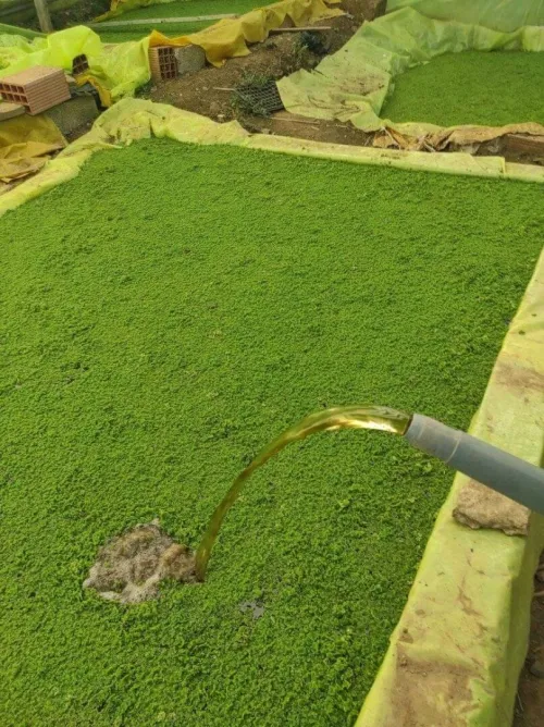 Azolla