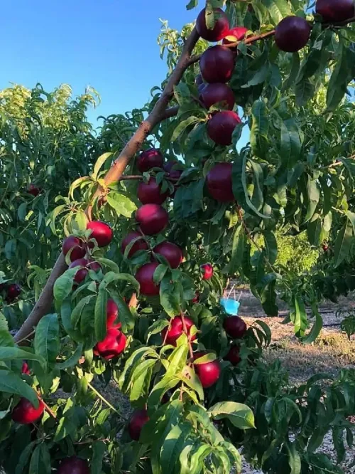 Vente Terrain Agricole Chlef Oum drou