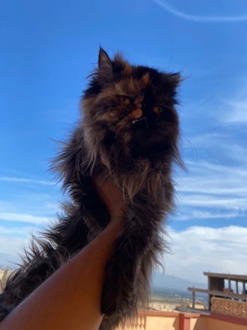 Chat persan femelle van