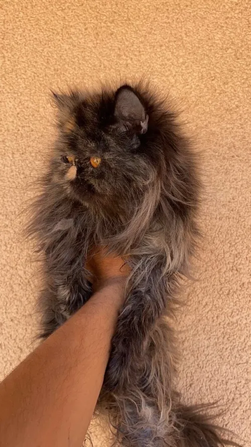 Chat persan femelle van