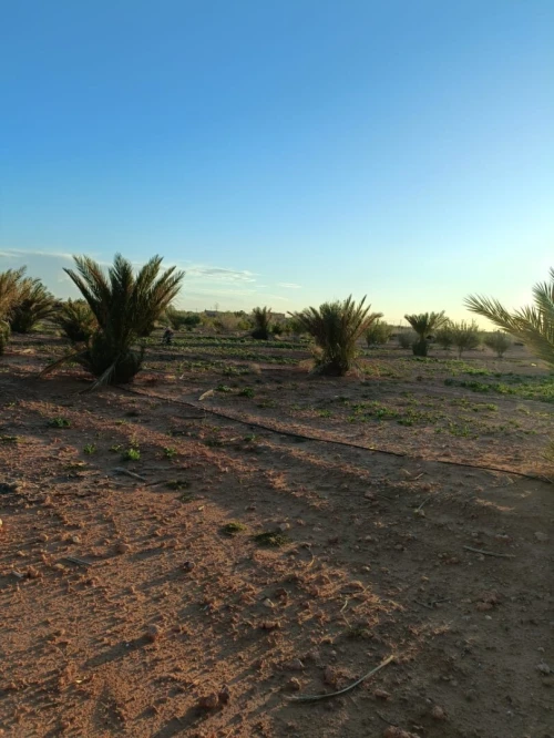 Vente Terrain Agricole Béchar Bechar