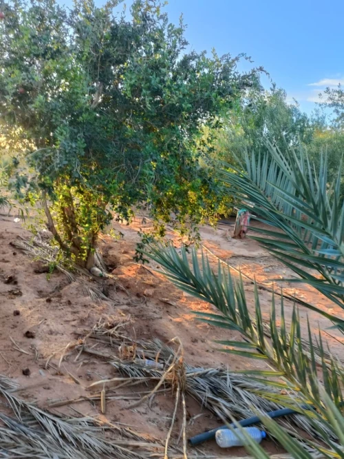 Vente Terrain Agricole Béchar Bechar