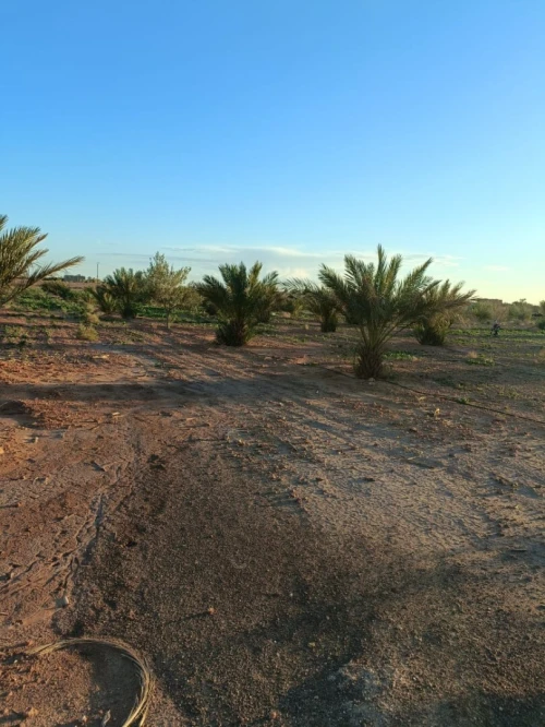 Vente Terrain Agricole Béchar Bechar