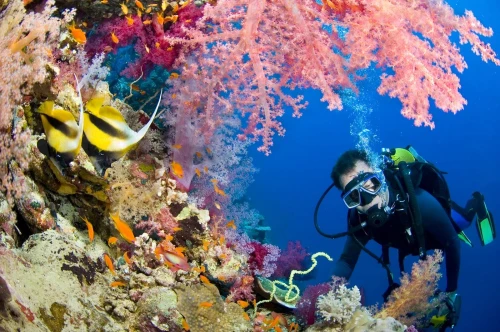 voyage organisé SHARM EL SHEIKH A 199.000 DA  Juillet / Août VOL DIRECT (SANS VISA) 