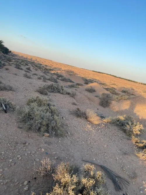 Vente Terrain Biskra El ghrous