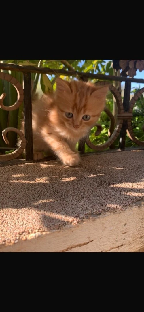 Chaton de race