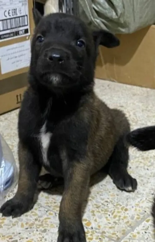 Chiot malinois Charbonnier pure race 