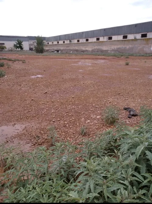 Location Terrain Oran Es senia