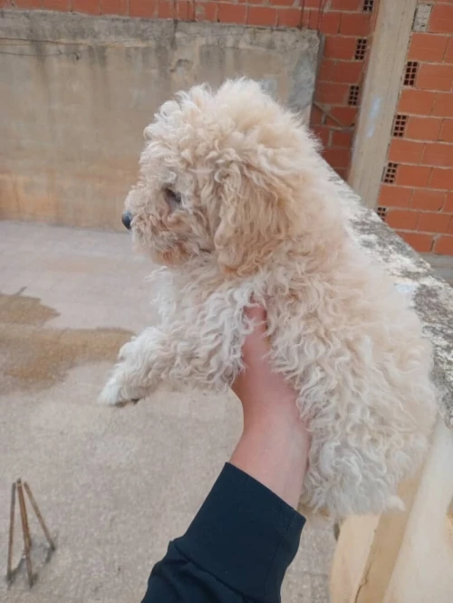 Chien caniche bichon