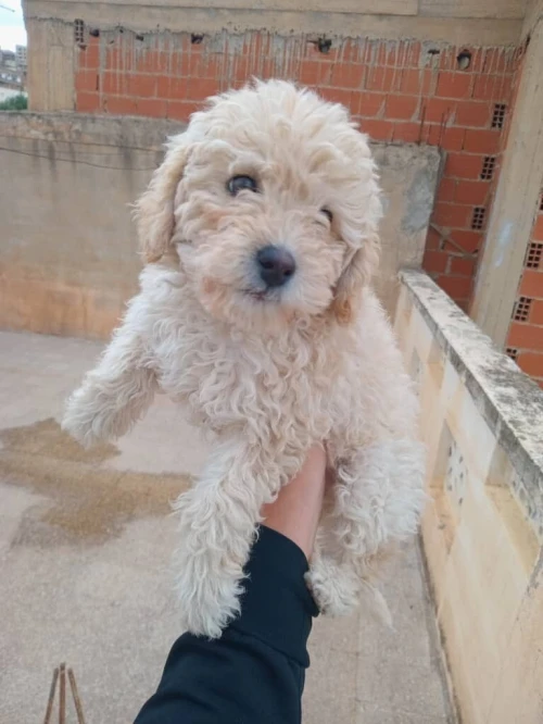 Chien caniche bichon