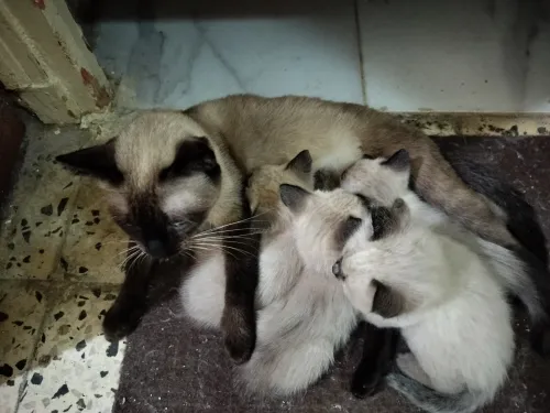 Chatons siamois pure
