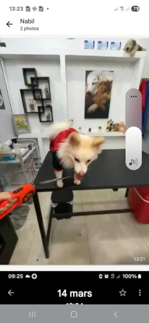 Chien spitz