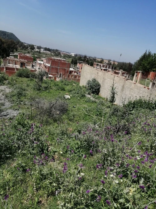Vente Terrain Blida Bougara