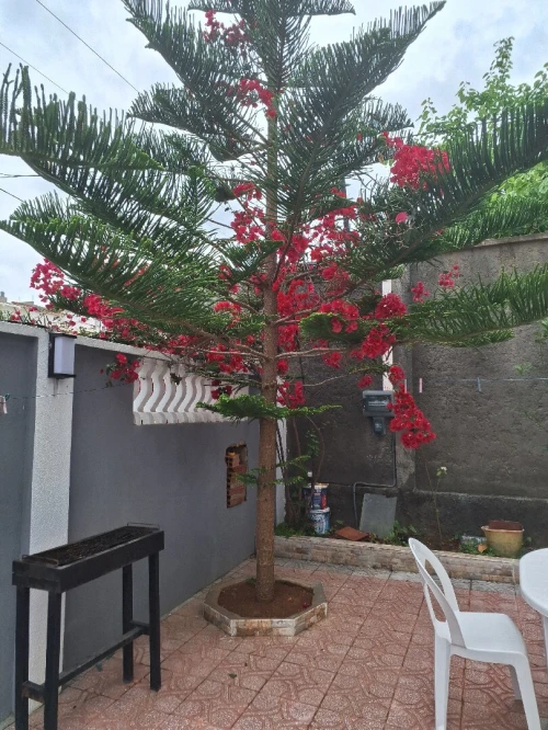 Location vacances Villa Béjaïa Beni ksila 20