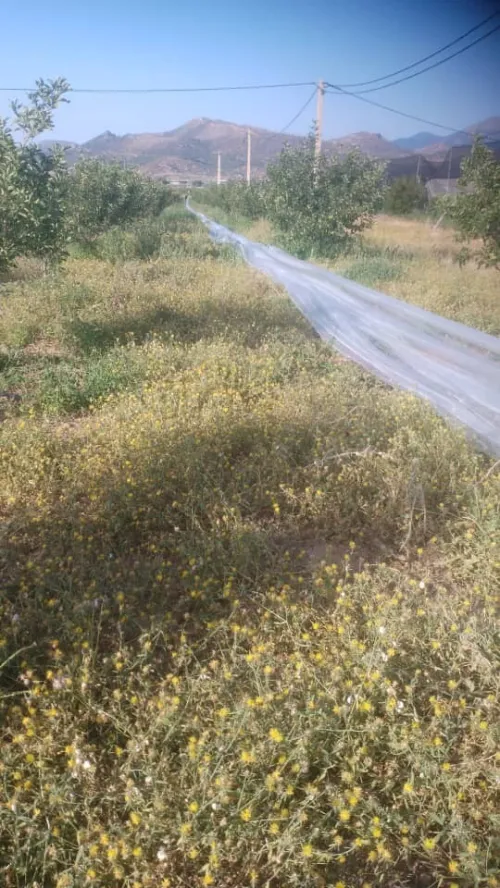 Vente Terrain Agricole Khenchela Bouhmama