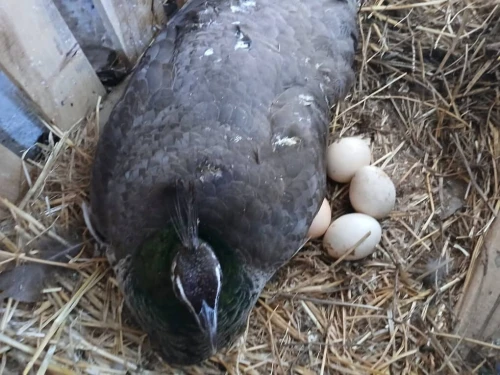 Paon bleue males et femelles