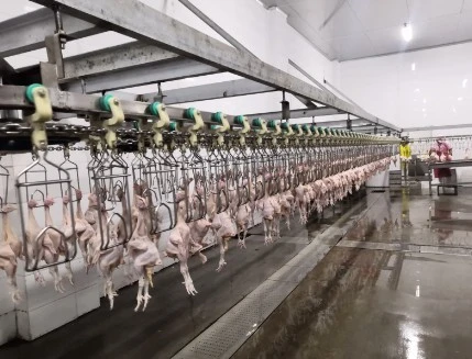 Ligne pour Abattage / abattoirs vache, mouton et volaille