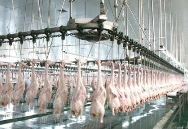 Ligne pour Abattage / abattoirs vache, mouton et volaille