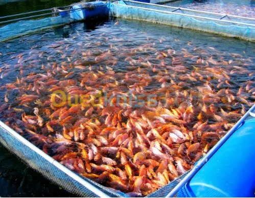 équipements pour l'aqua culture et l'Aliment pour poisson, pour bétail et volaille 