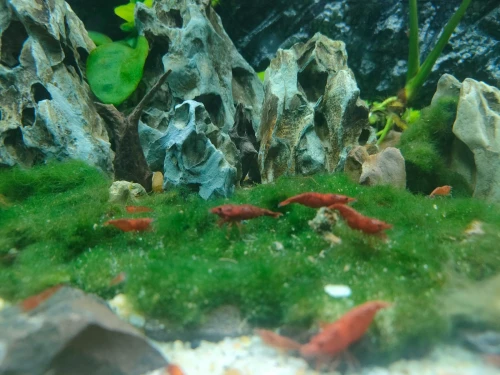 Crevette pour aquarium 