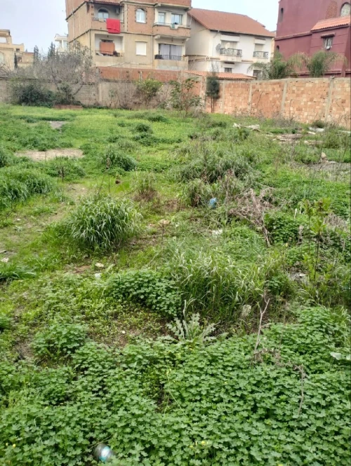 Vente Terrain Blida Ouled yaich
