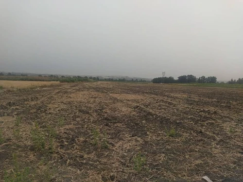 Vente Terrain Agricole Blida Ouled el alleug