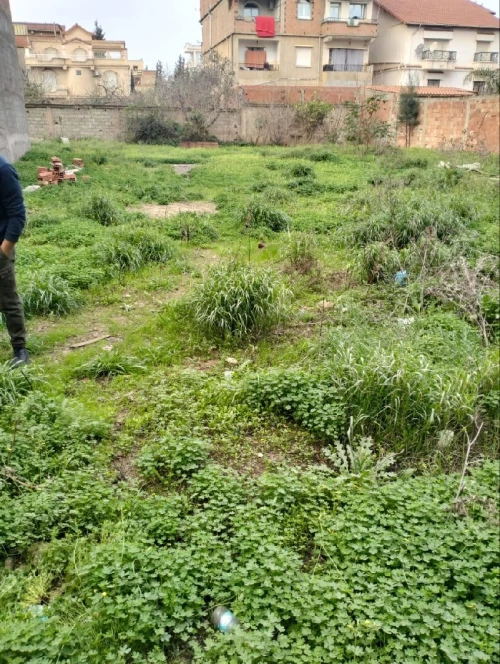 Vente Terrain Blida Ouled yaich