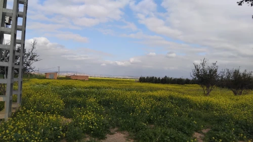 Vente Terrain Agricole Sidi bel abbes Sfissef